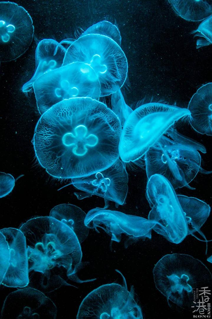 游玩香港海洋公园视频,玩转香港攻略5天4晚