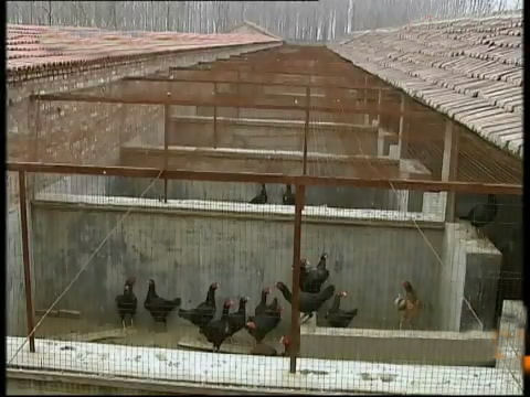 新款斗鸡养殖版,斗鸡的养殖技术视频播放