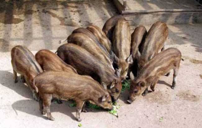 农村搞养殖有没有出路,为什么不建议农村养殖