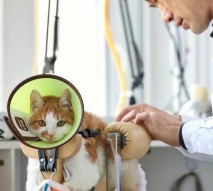 中医竟然能给宠物治病,中医治疗狗狗疑难杂症