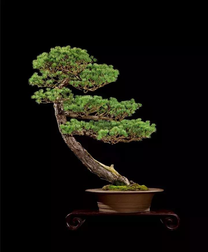 三角枫盆景精品欣赏 (三角枫对节白蜡盆景图片大全欣赏)