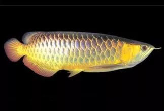 龙鱼常见疾病及治疗方法,龙鱼突发疾病