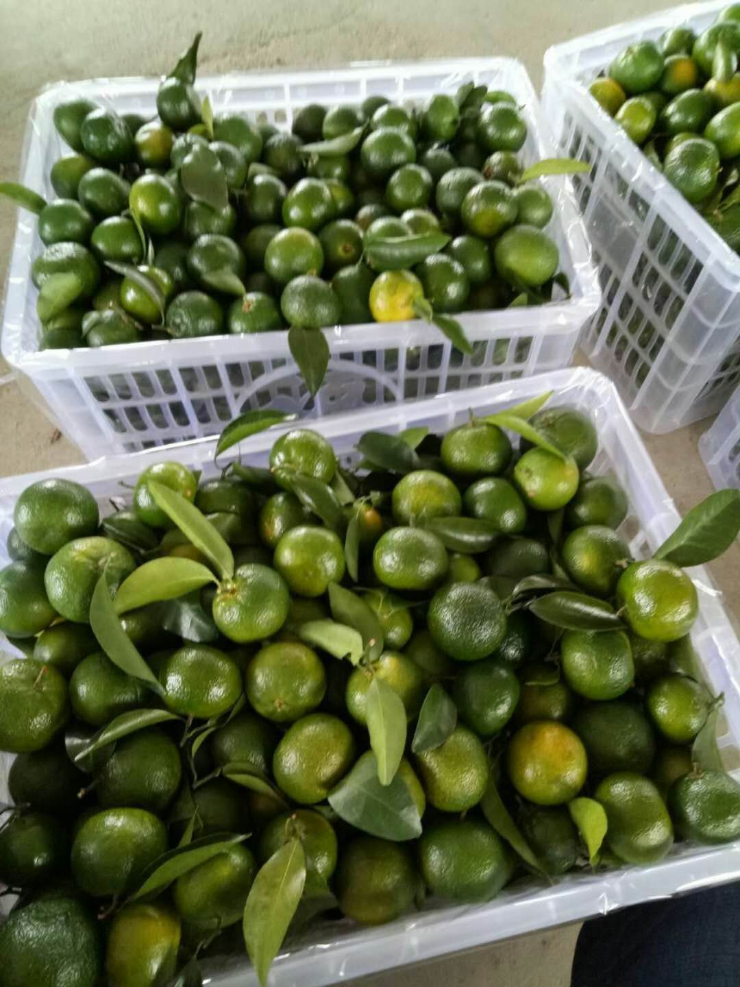 广柑椪柑沃柑这些柑的区别是什么,青皮蜜桔沃柑