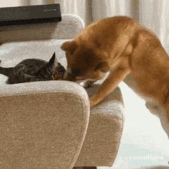 铲屎官出门后猫狗的反应,铲屎官怎么对待猫