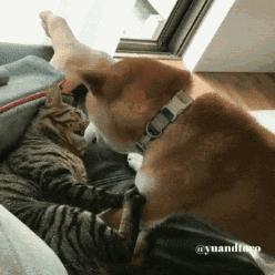 铲屎官出门后猫狗的反应,铲屎官怎么对待猫