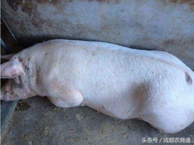 母猪有泪斑怎么处理,母猪出现泪斑和死皮是什么情况