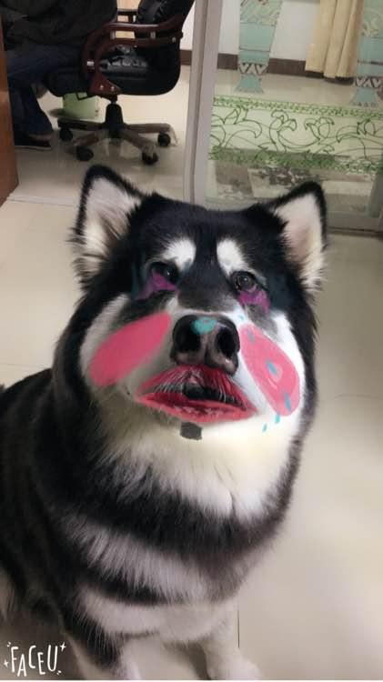 阿拉斯加怀孕了没有奶水怎么办呢,怎么知道阿拉斯加怀孕了