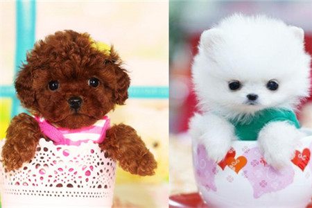 茶杯犬的养法和注意事项,茶杯犬怎么样好养吗