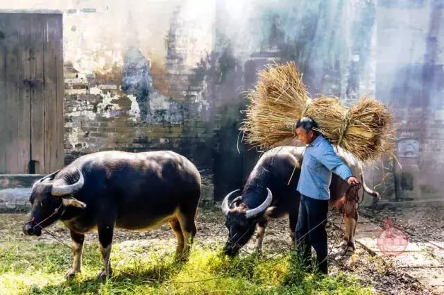 南国里的冰雪童话——连州
