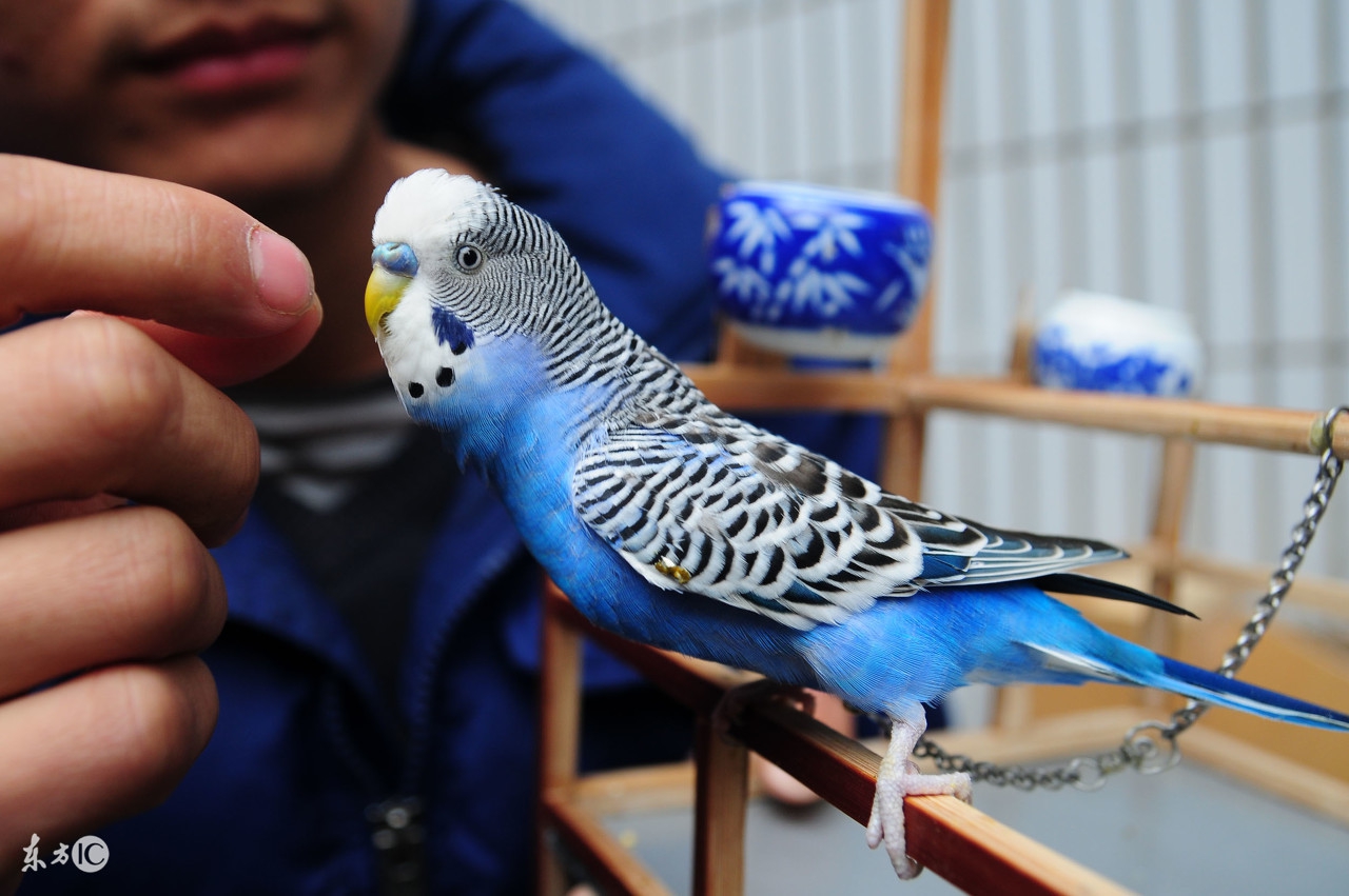 聪明的鹦鹉,聪明的鹦鹉童话故事