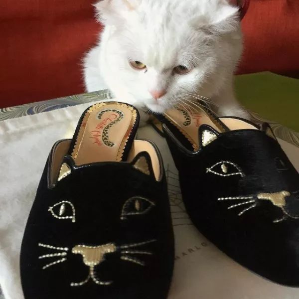 看到这些大牌新出的农历狗年限量款，我笑出了猪叫……