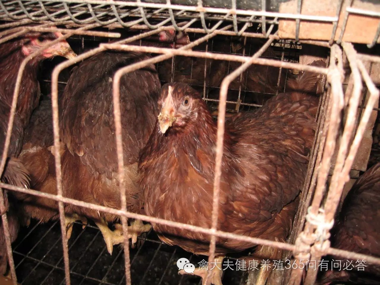 高产蛋禽饲养技术,高产蛋禽饲养管理的误区