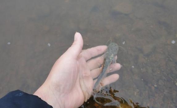 当今动物的进化,世界上100种动物的进化史