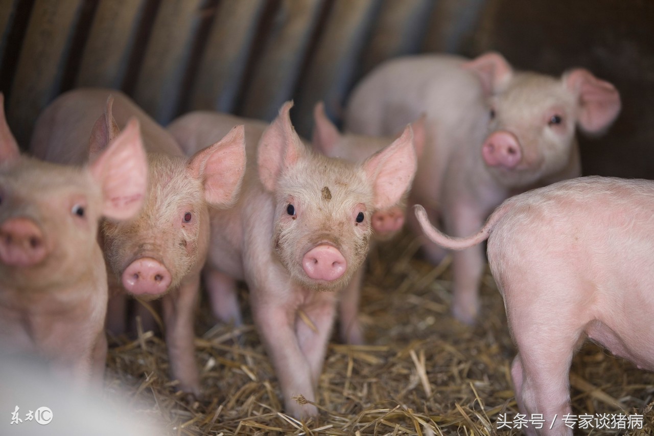 规模化猪场母猪繁殖障碍问题解决方案以及引起繁殖障碍的疾病分析
