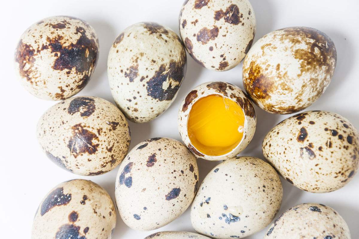 孕妇吃鸡蛋鸭蛋鸽子蛋鹅蛋哪个好,鹅蛋鸡蛋鸽子蛋营养对比