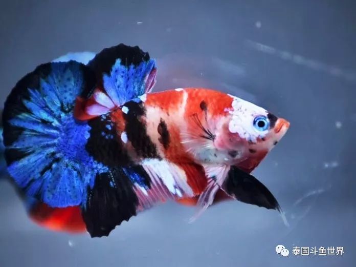 泰国斗鱼拍卖小丑鱼,泰国斗鱼拍卖最新视频