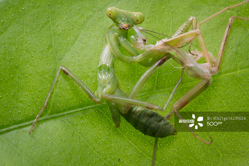 无声地杀戮者——螳螂！