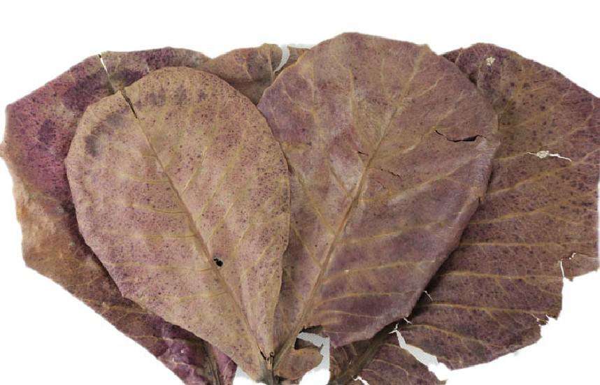 水霉病养鱼怎么调水,养鱼如何避免水霉病