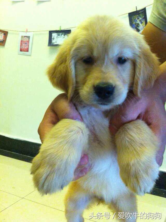 买狗被人骗了,买狗如何避免被骗