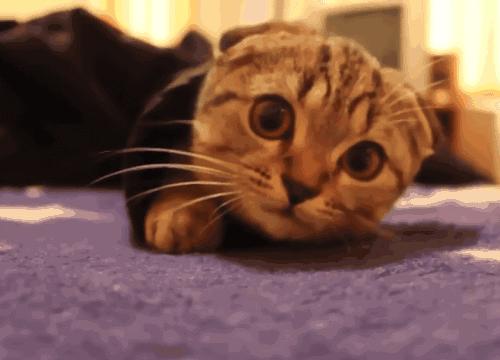 如何分辨蛾子的幼虫和蝴蝶的幼虫,蛾子和蝴蝶哪个身体纤细体毛少