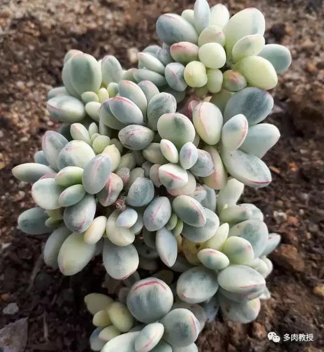 速看!韩国大棚主10大多肉镇店之宝,美呆了!