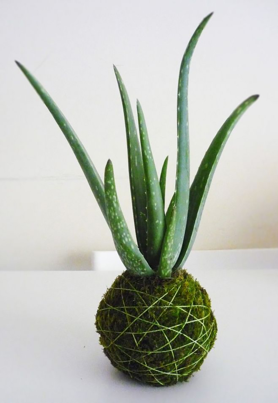 自然共和国芦荟胶功效是什么？祛痘印、补水、保湿？