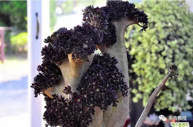 速看!韩国大棚主10大多肉镇店之宝,美呆了!