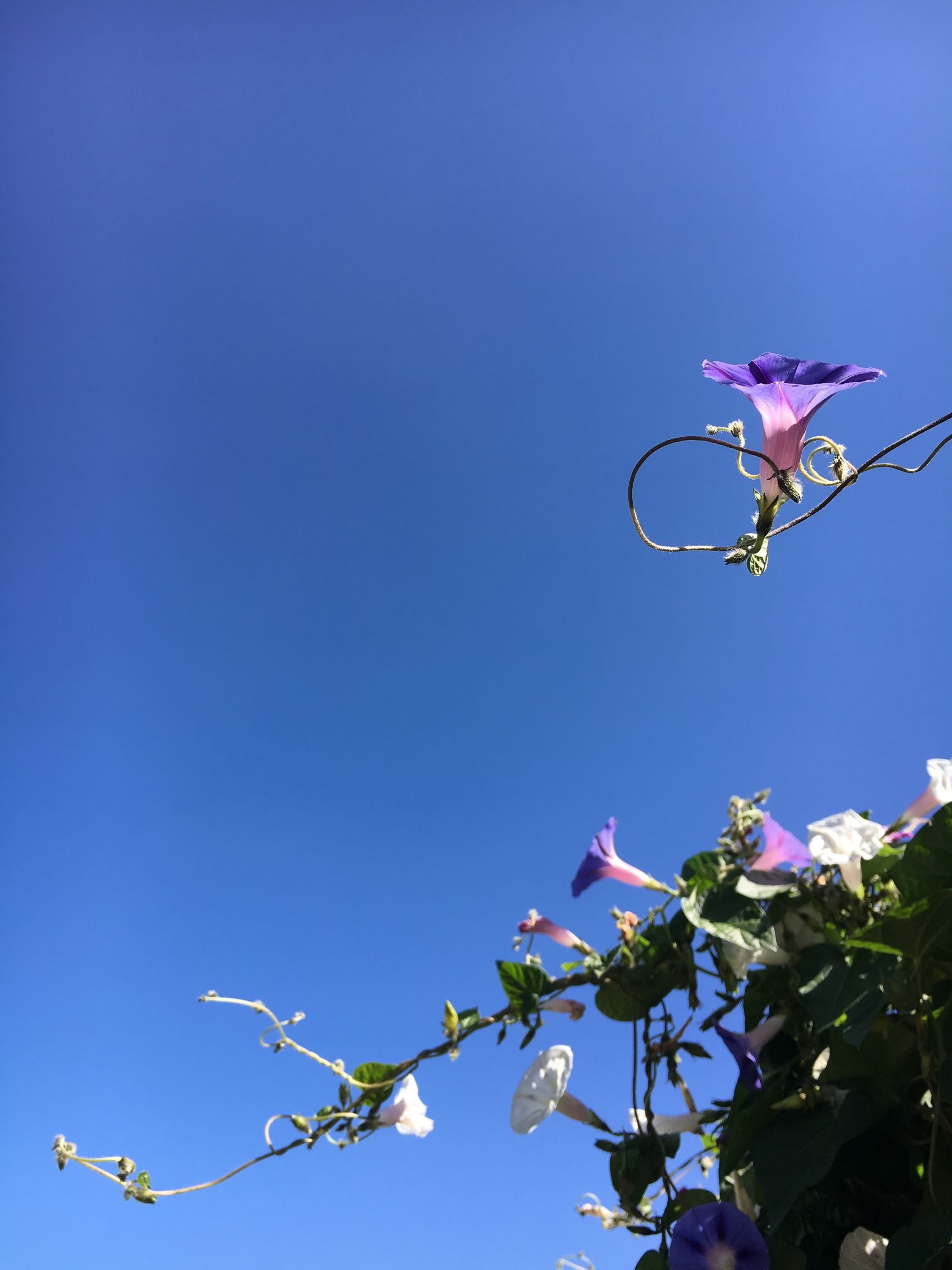 因为爱情,让旅途中的他们留在了大理