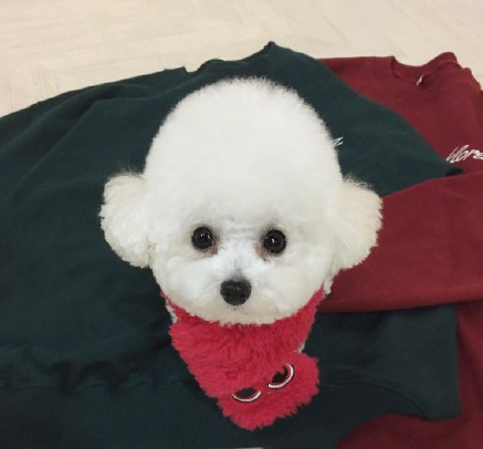 3个月比熊到处拉屎,3个月比熊往窝里尿尿怎么办