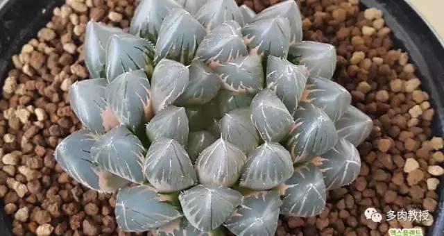 速看!韩国大棚主10大多肉镇店之宝,美呆了!