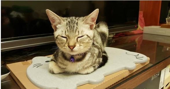 猫弟舔舔叫床无效,黑柴哥睡到翻白眼:豪……舒……湖