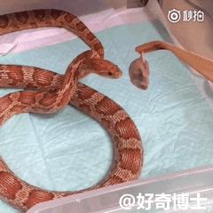 愚人节整人创意句子,愚人节整人创意图片