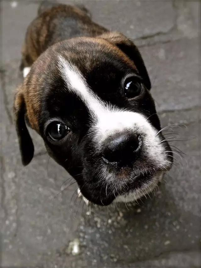 没能力的时候真的不要养狗,因为害怕失去你所以失态了