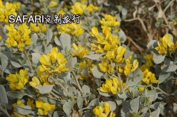 safari旅行,safari旅行长沙