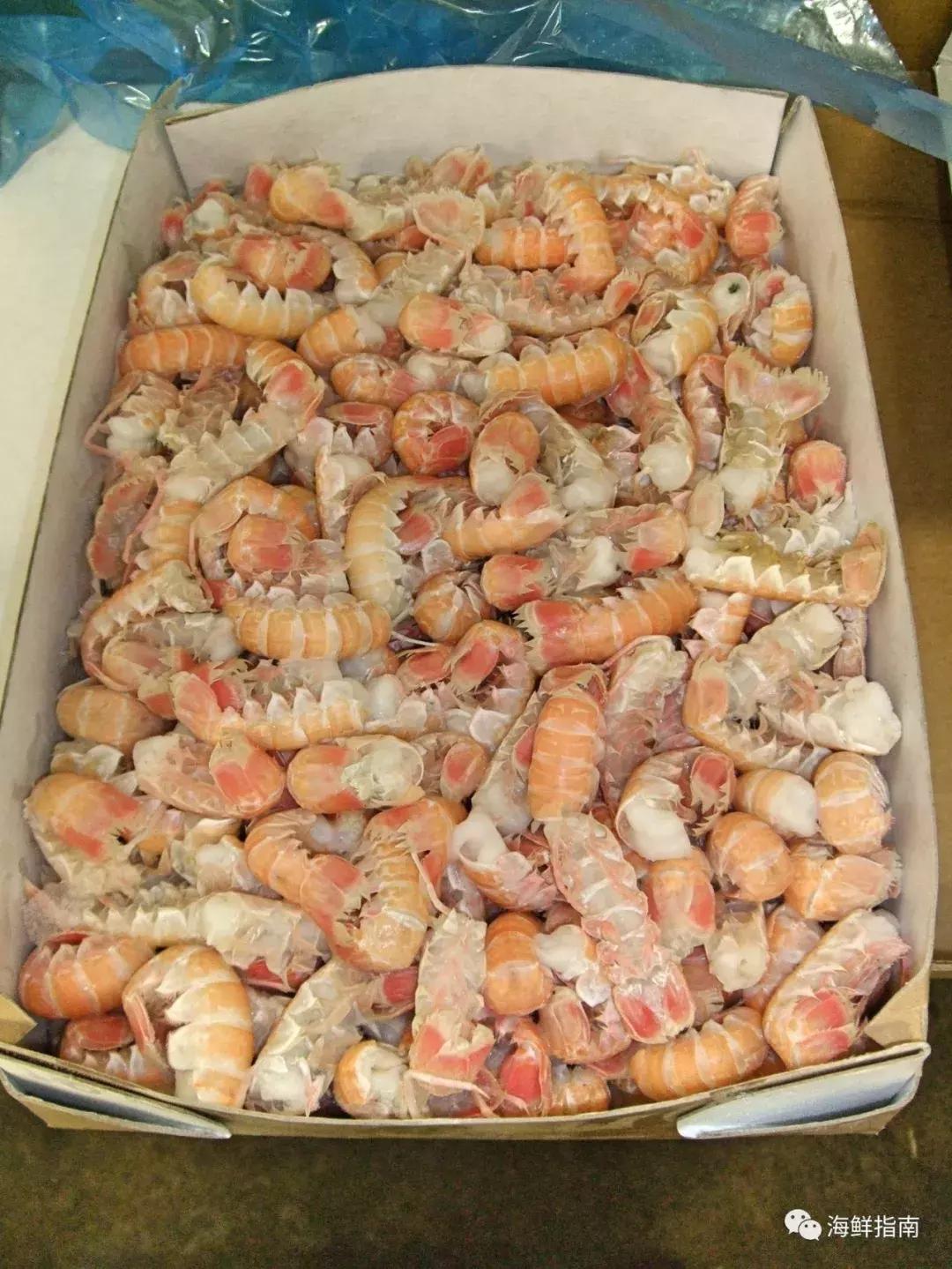 新西兰海鳌虾刺身,爱尔兰鳌虾刺身优惠