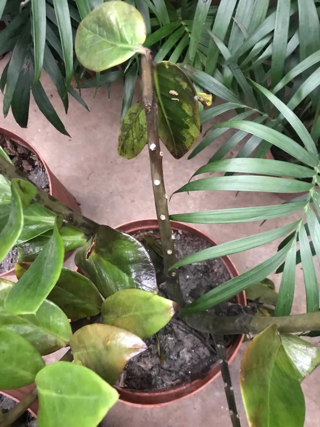 金钱树发黄枯萎怎么回事,金钱树茎变黑腐烂怎么处理