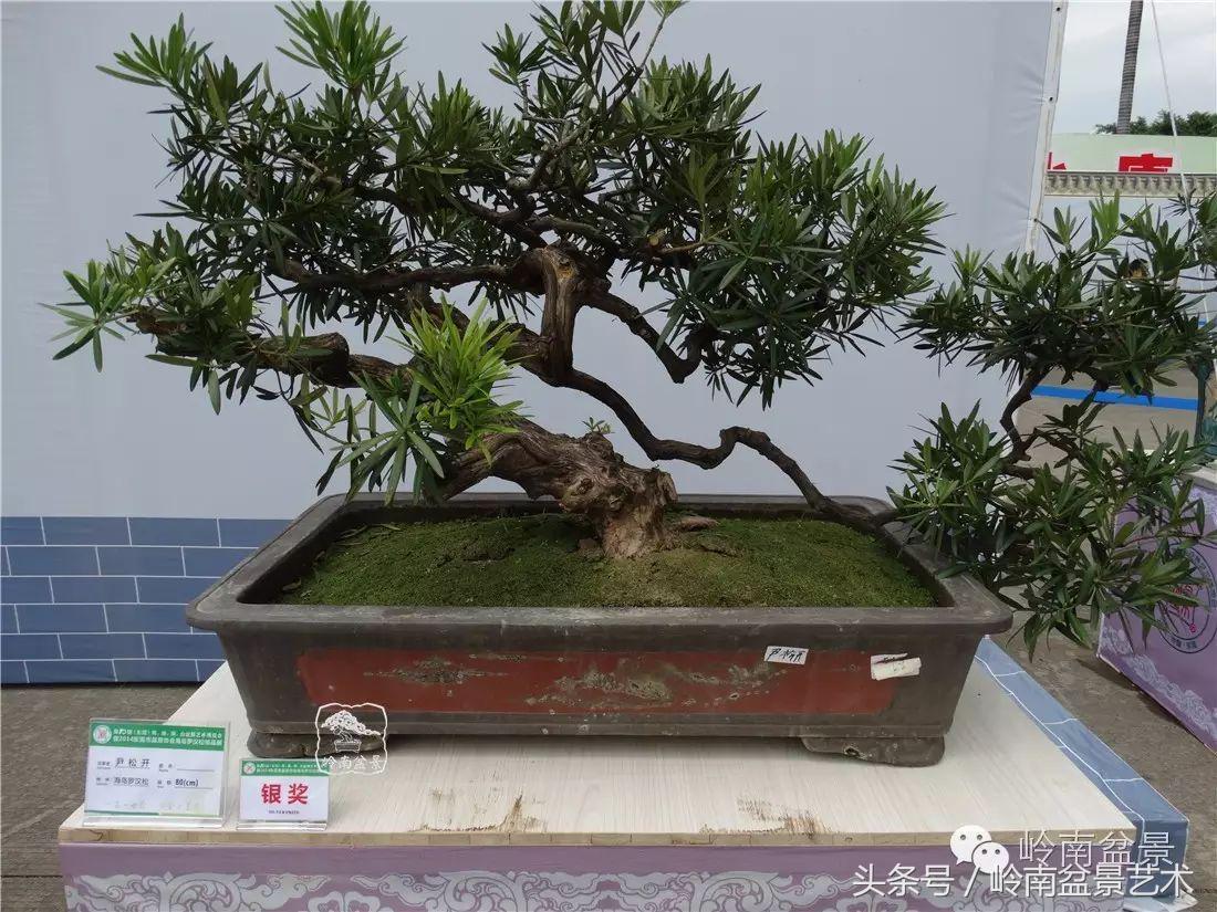 招财好运盆景,罗汉松开运招财