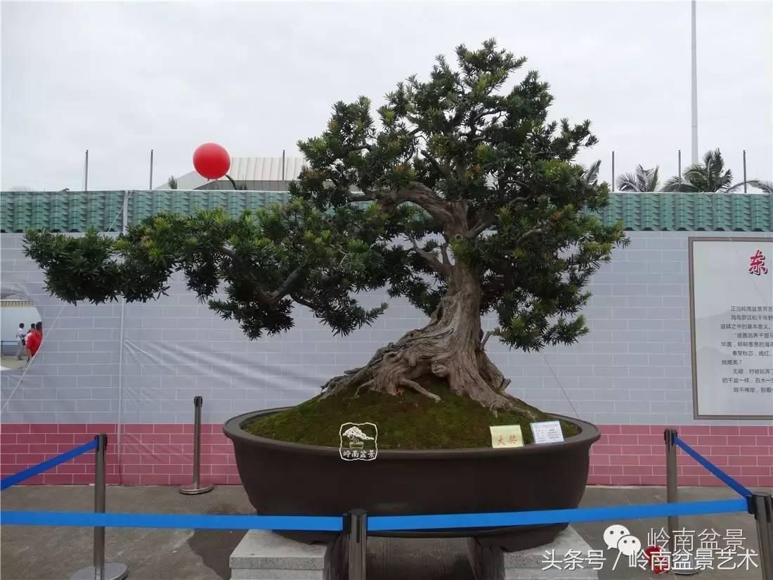 招财好运盆景,罗汉松开运招财