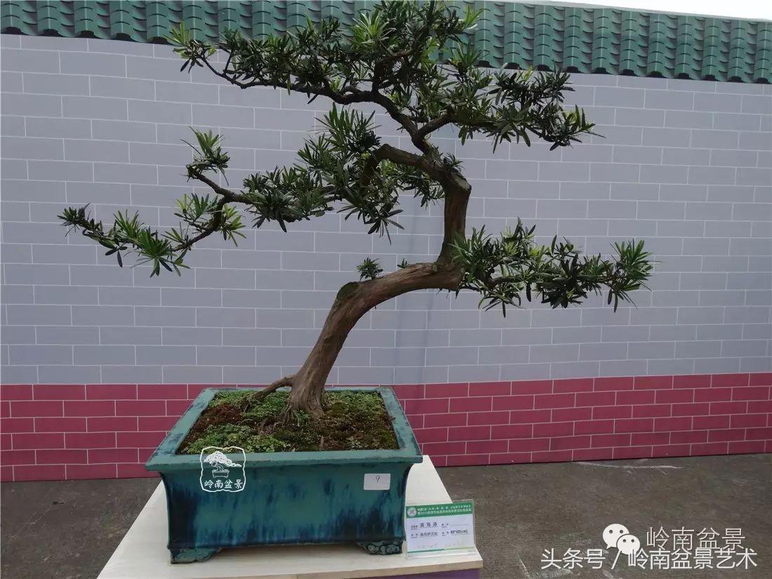 招财好运盆景,罗汉松开运招财