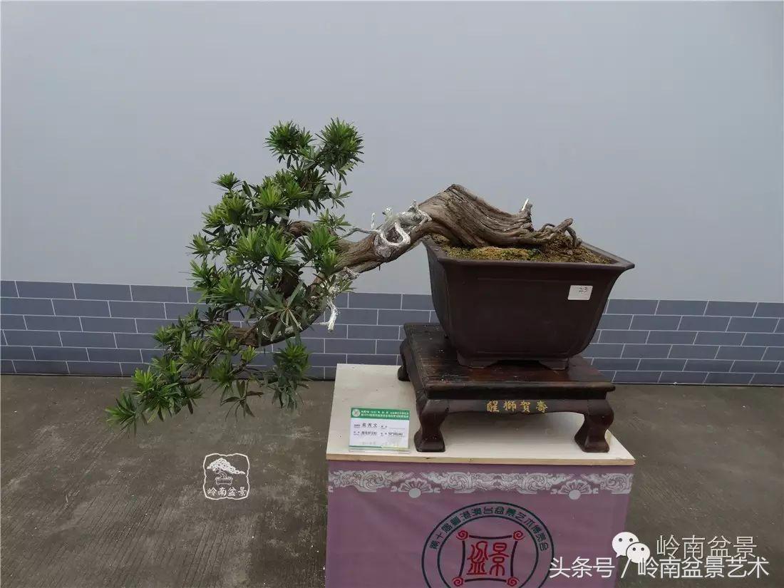 招财好运盆景,罗汉松开运招财