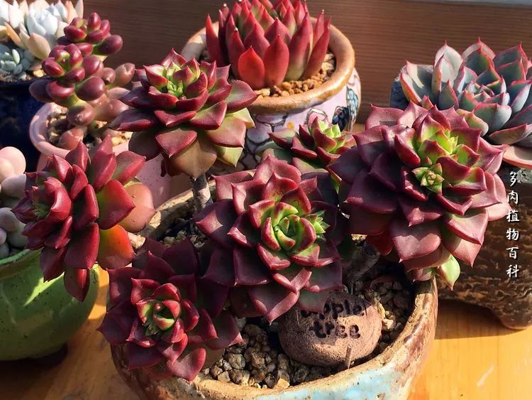 视觉盛宴美不胜收美图,视觉盛宴每个画面都美极了