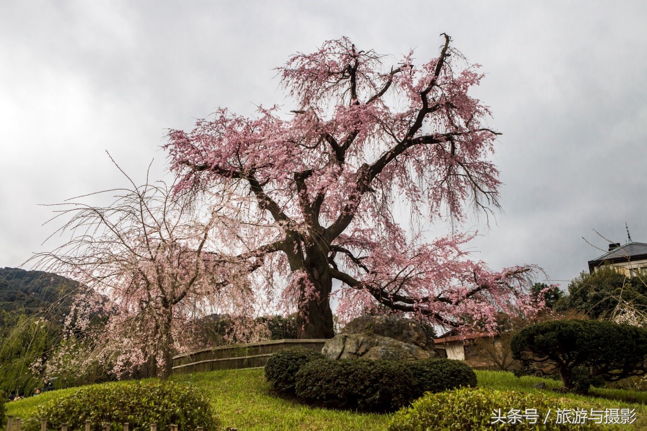 认识日本瓷器,认识日本国旗