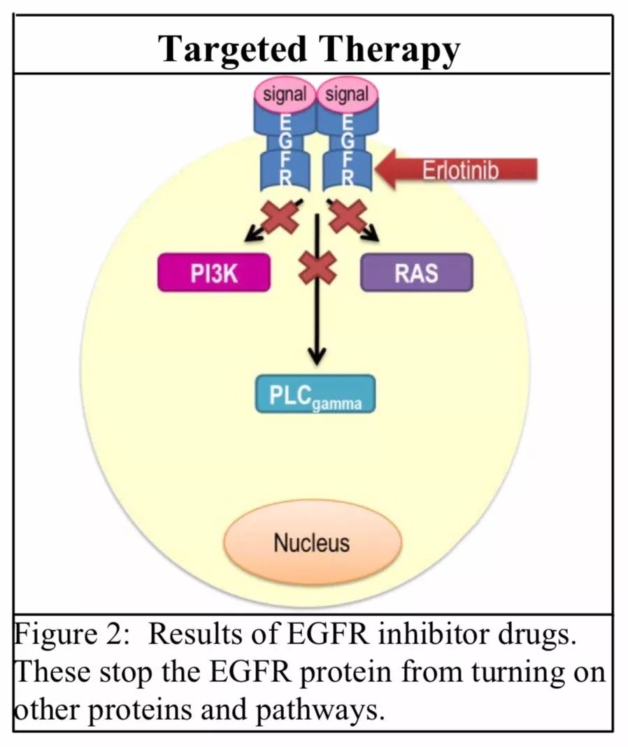 肺癌kras基因突变可以用的靶向药,肺癌突变基因及靶向药