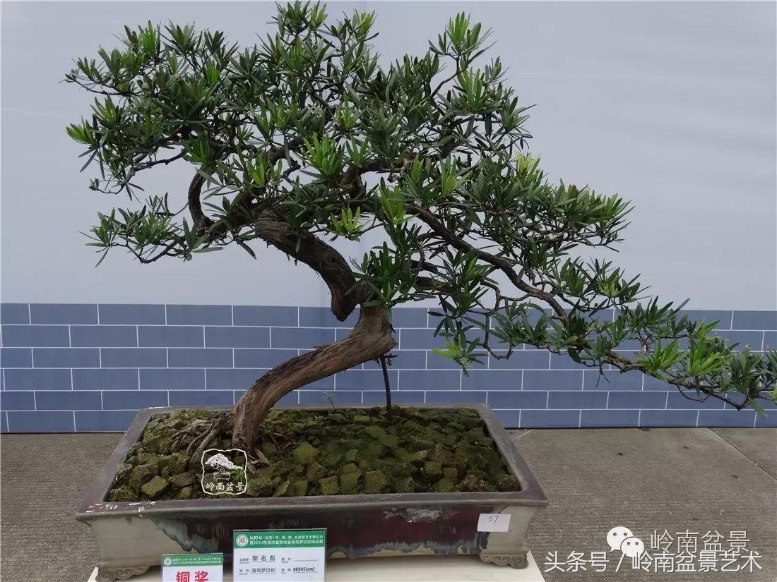 招财好运盆景,罗汉松开运招财