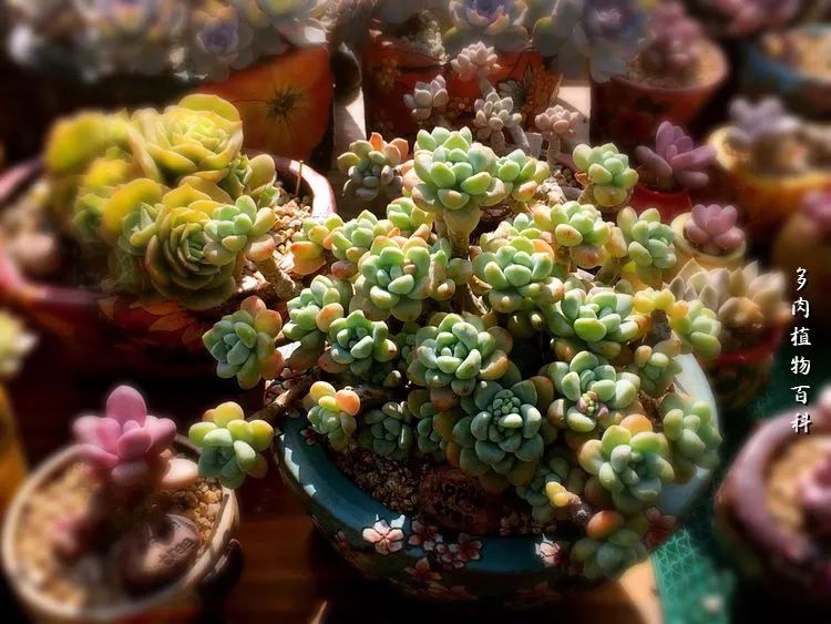 视觉盛宴美不胜收美图,视觉盛宴每个画面都美极了