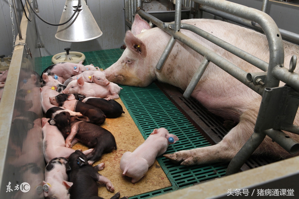 母猪产后出血的原因及防治方法是什么？