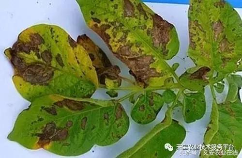 草莓灰霉病图谱及防治,黄皮果灰霉病图谱