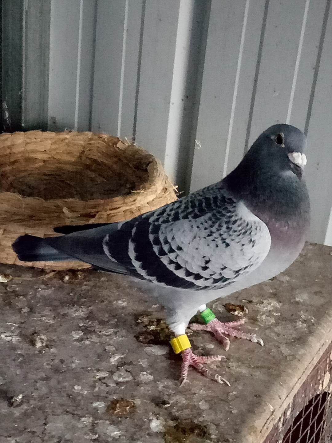 名家讲赛鸽视频全集,赛鸽育种名家讲鸽最新视频