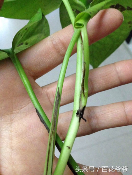 绿萝叶片发黑怎么补救,水养绿萝叶子尖发黑枯萎像烧焦