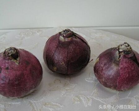 风信子开完花后怎么处理,风信子开完花后该怎么养